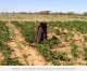 Lower Shabelle Farmers get more crops from new seeds