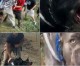 Shocking Video Shows Private Security Forces Unleashing Attack Dogs On Peaceful Pipeline Protestors